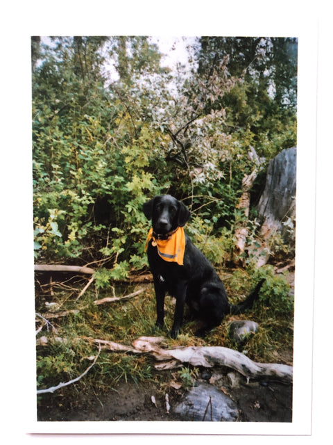 Pet Pictures (One Picture Book)