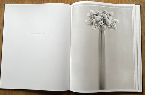 Alba Nero - Setanta Books