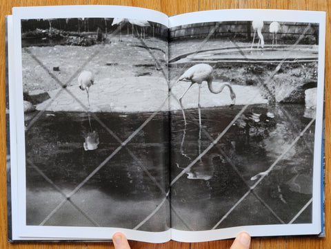 Ayu no Kaze - Setanta Books