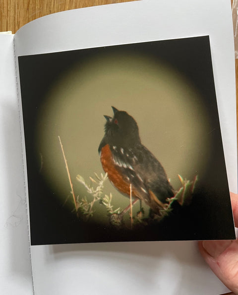 Birds Have Wings (One Picture Book) - Setanta Books