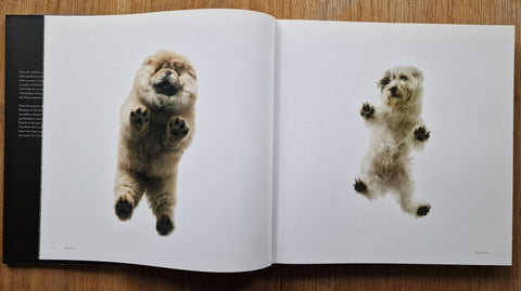 Dogs / Gods - Setanta Books