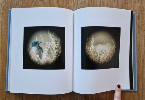 Dreams of Birds - Setanta Books