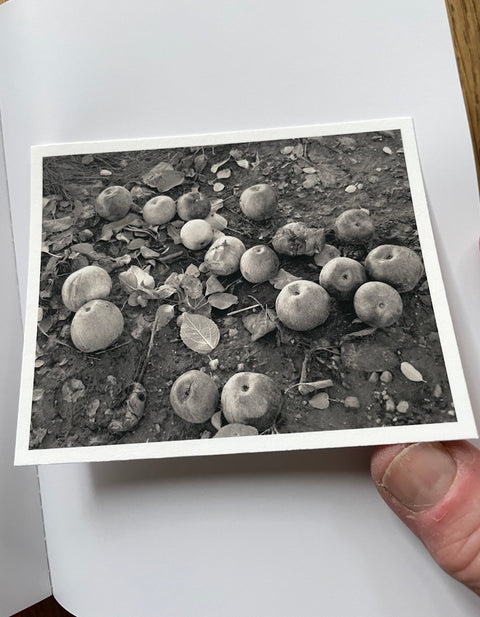 Fruitless (One Picture Book) - Setanta Books