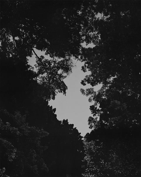 Great Grey Owl (Limited Edition Print with a signed copy of Parliament of Owls)
