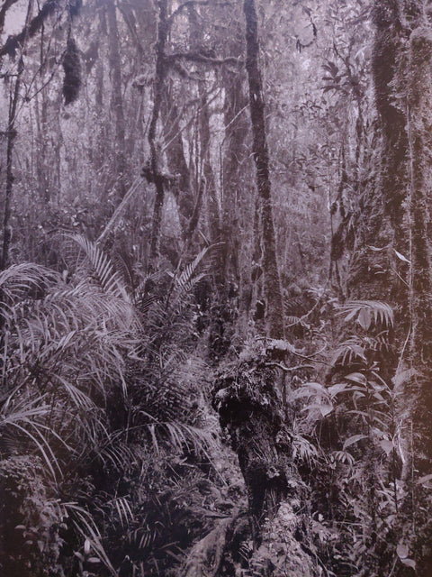 The Time Of Trees