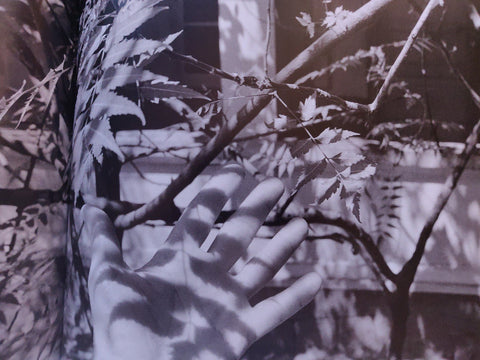 The Time Of Trees