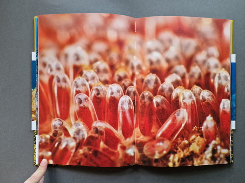 The Anemone, the Clownfish and Dr. Song