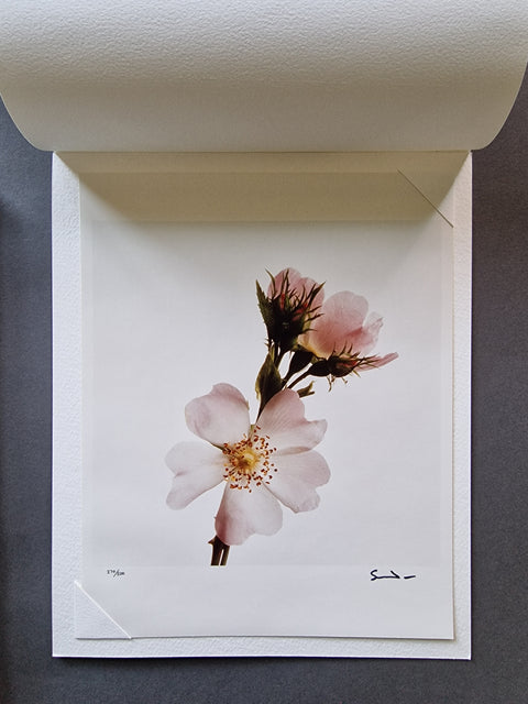 Wild Flowers