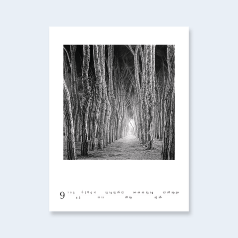 A minimalist calendar page with a photograph of a forest path lined with tall, slender trees.