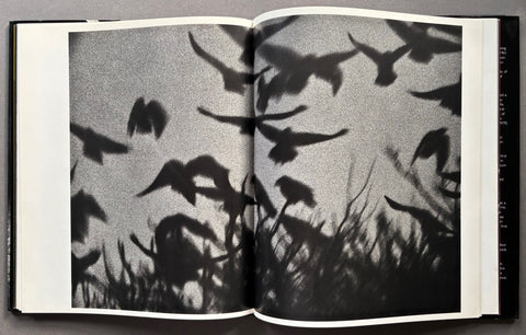 Black Sun: The Eyes of Four