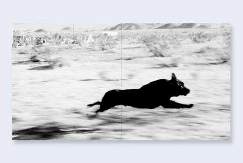 Dogs Chasing My Car in the Desert