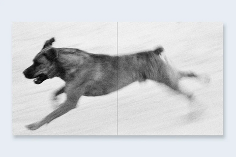 Dogs Chasing My Car in the Desert