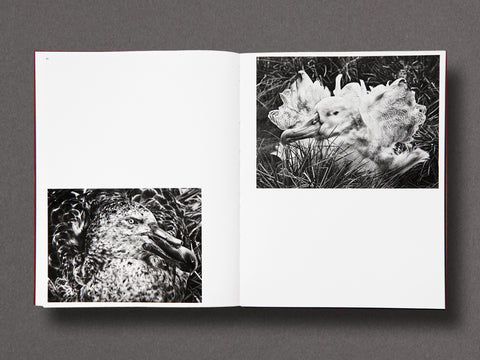 Des Oiseaux Limited Edition with Print