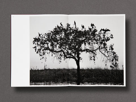 Des Oiseaux Limited Edition with Print