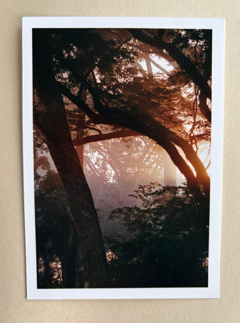 The Land of Haunted Forest