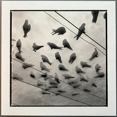 Veiled Observations and Reflections - with print