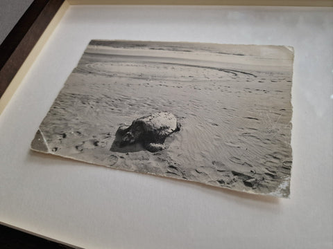 A Box of Ku (Sea Turtle), 1999 - Setanta Books