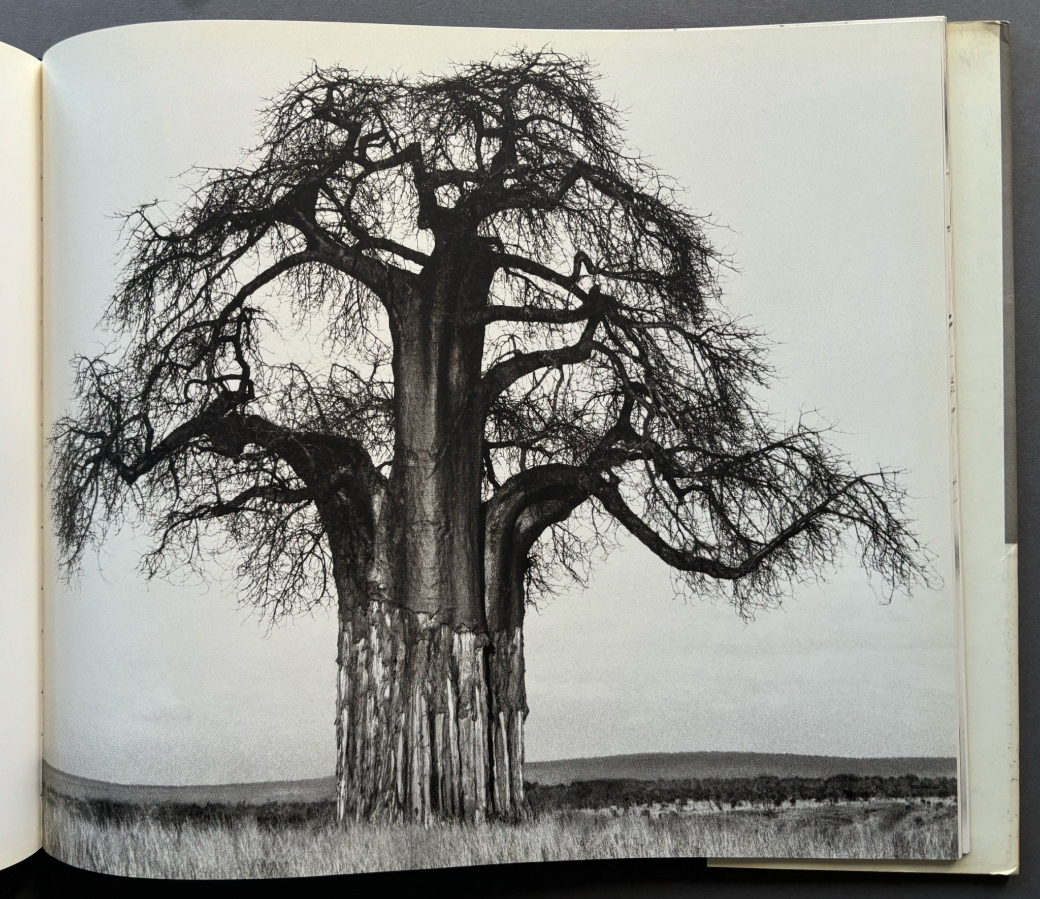 Buy Africa by Herb Ritts – Setanta Books