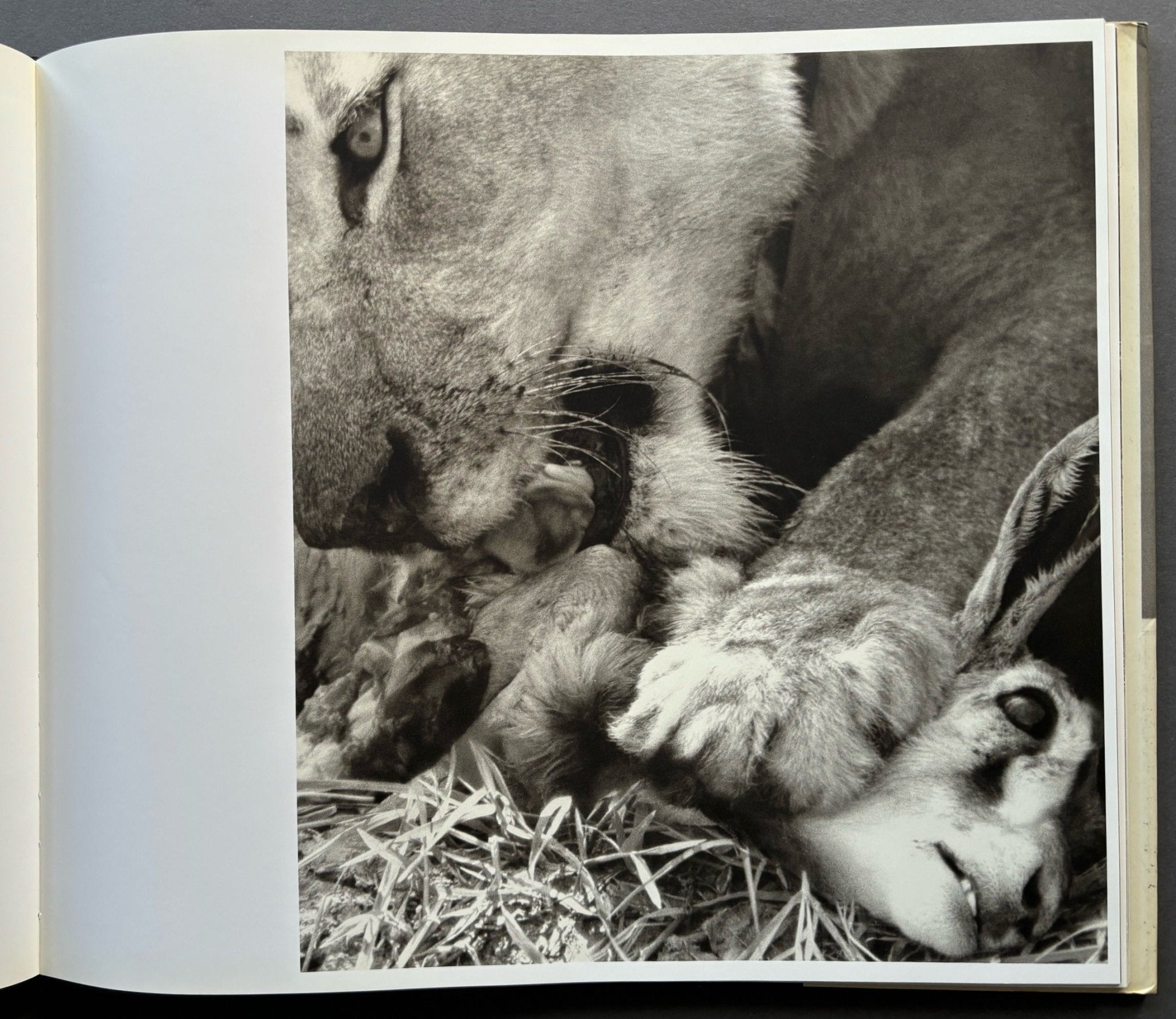 Buy Africa by Herb Ritts – Setanta Books