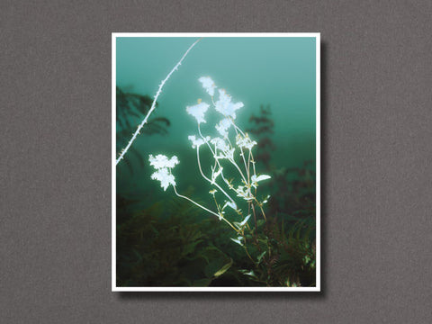 Ardach Theas - Setanta Books