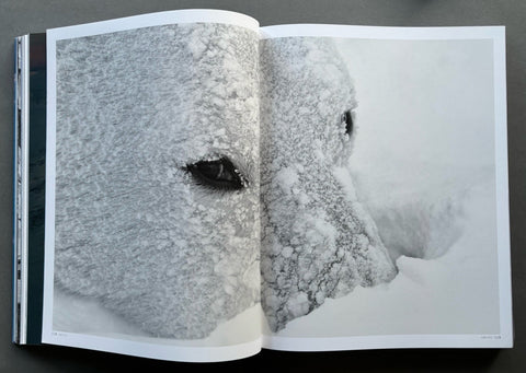 Born To Ice - Setanta Books