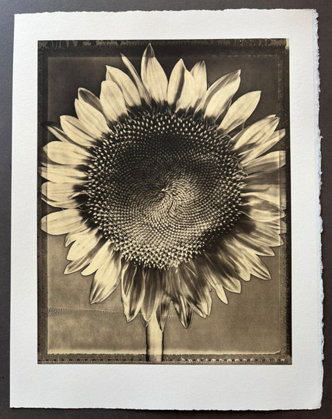 Botanica - Setanta Books