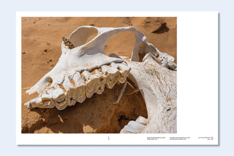 Constant Bloom - Setanta Books