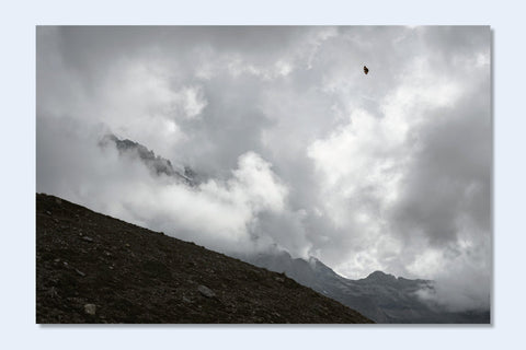 Constant Bloom - Setanta Books