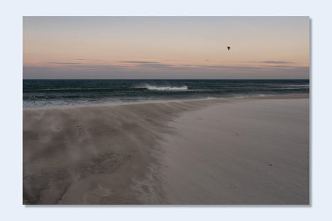 Constant Bloom - Setanta Books