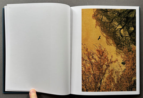 Des Oiseaux - Setanta Books
