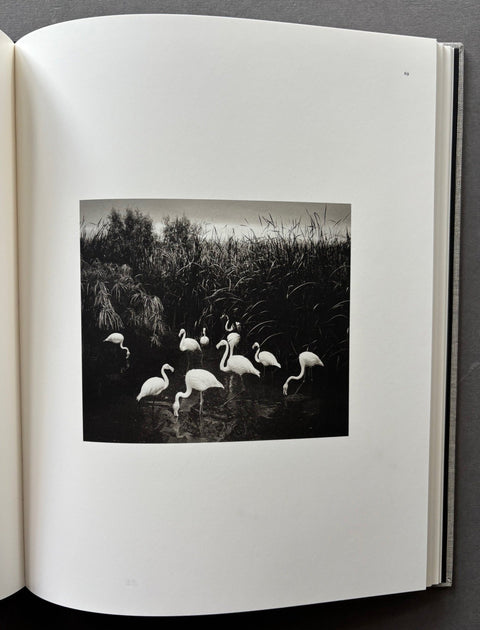 Des oiseaux