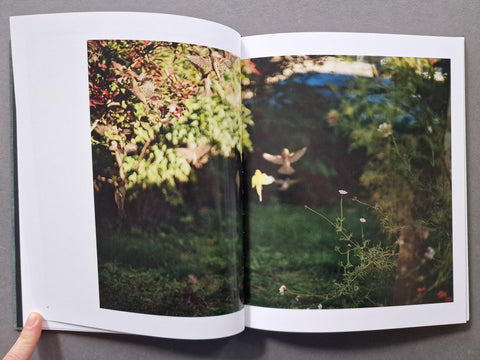 Des Oiseaux