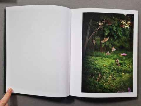 Des Oiseaux
