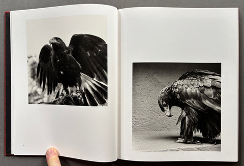 Des oiseaux