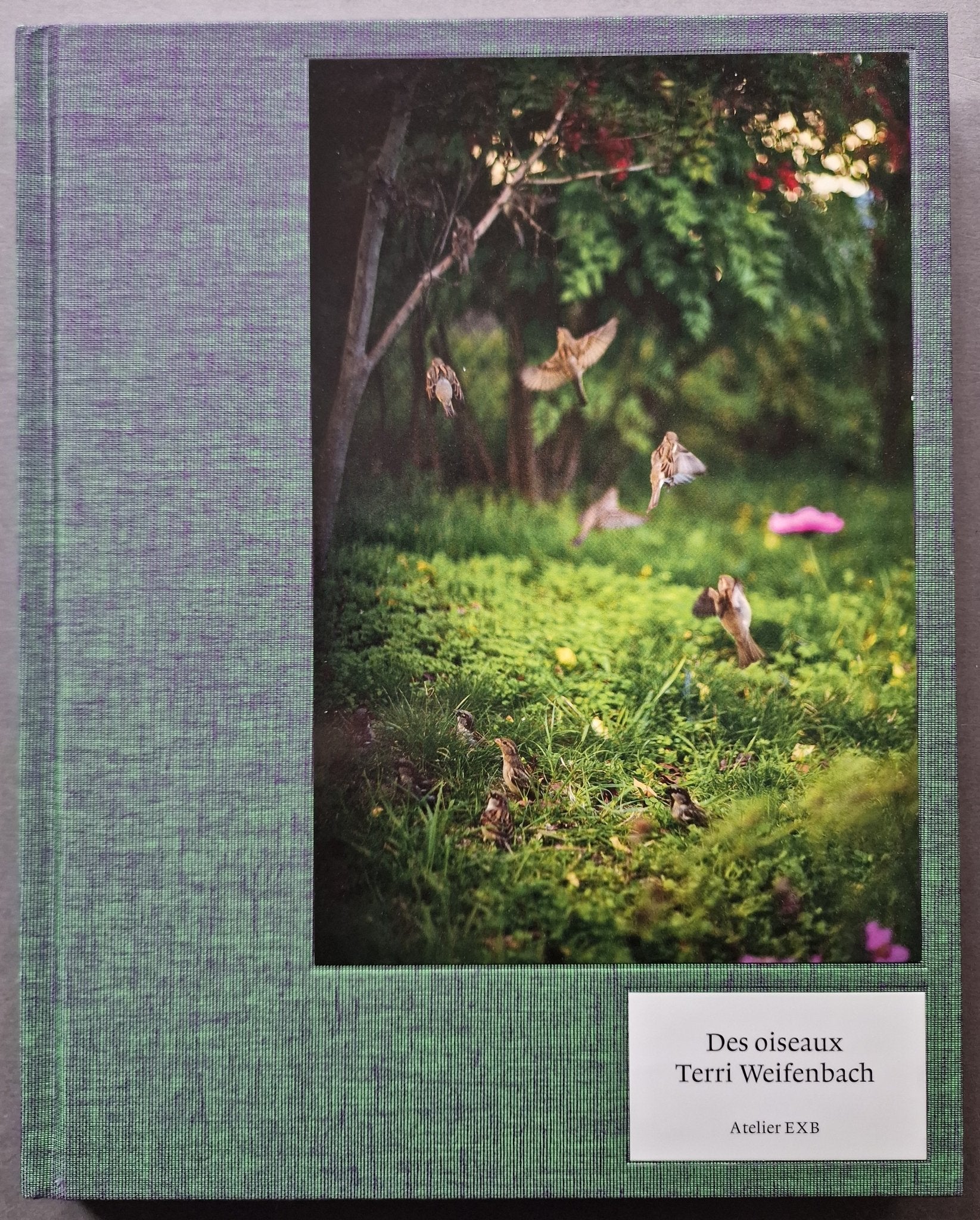 Buy Des Oiseaux by Terri Weifenbach Online – Setanta Books