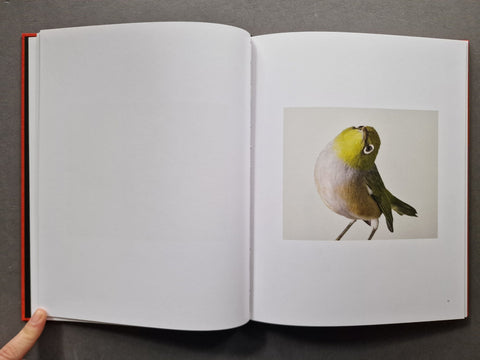 Des Oiseaux