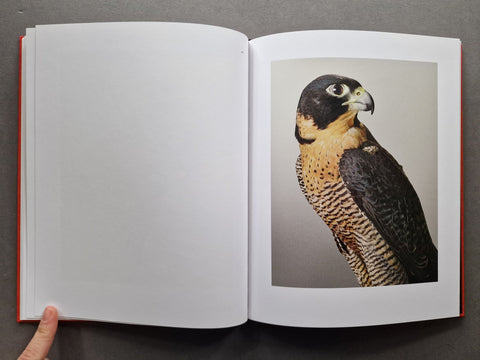 Des Oiseaux