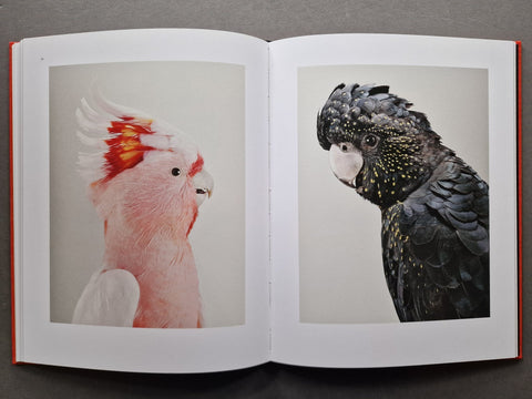 Des Oiseaux