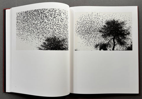 Des oiseaux