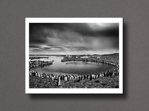 Des Oiseaux Limited Edition with Print