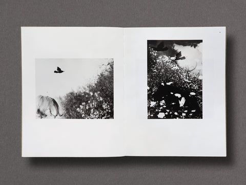 Des Oiseaux Limited Edition with Print