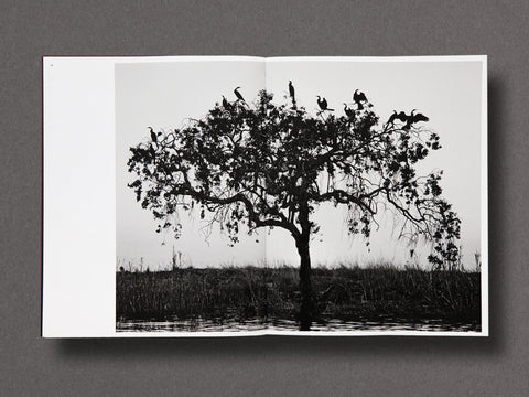 Des Oiseaux Limited Edition with Print