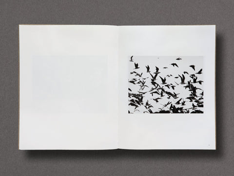 Des Oiseaux Limited Edition with Print