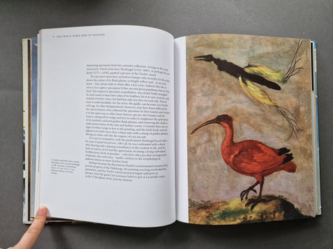 Drawn From Paradise: The Discovery, Art and Natural History of the Birds of Paradise - Setanta Books
