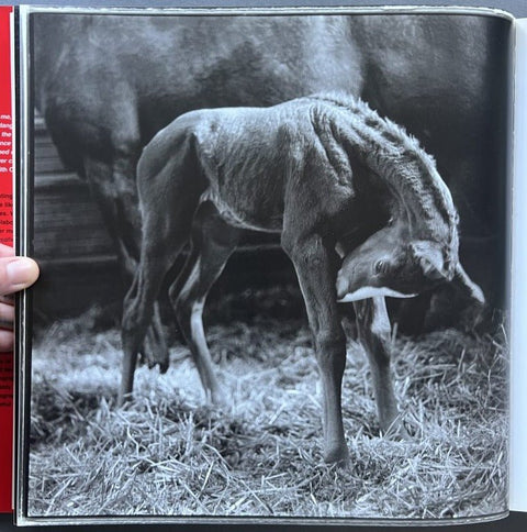 Ezekiel's Horse - Setanta Books