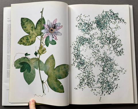 Flora - Setanta Books