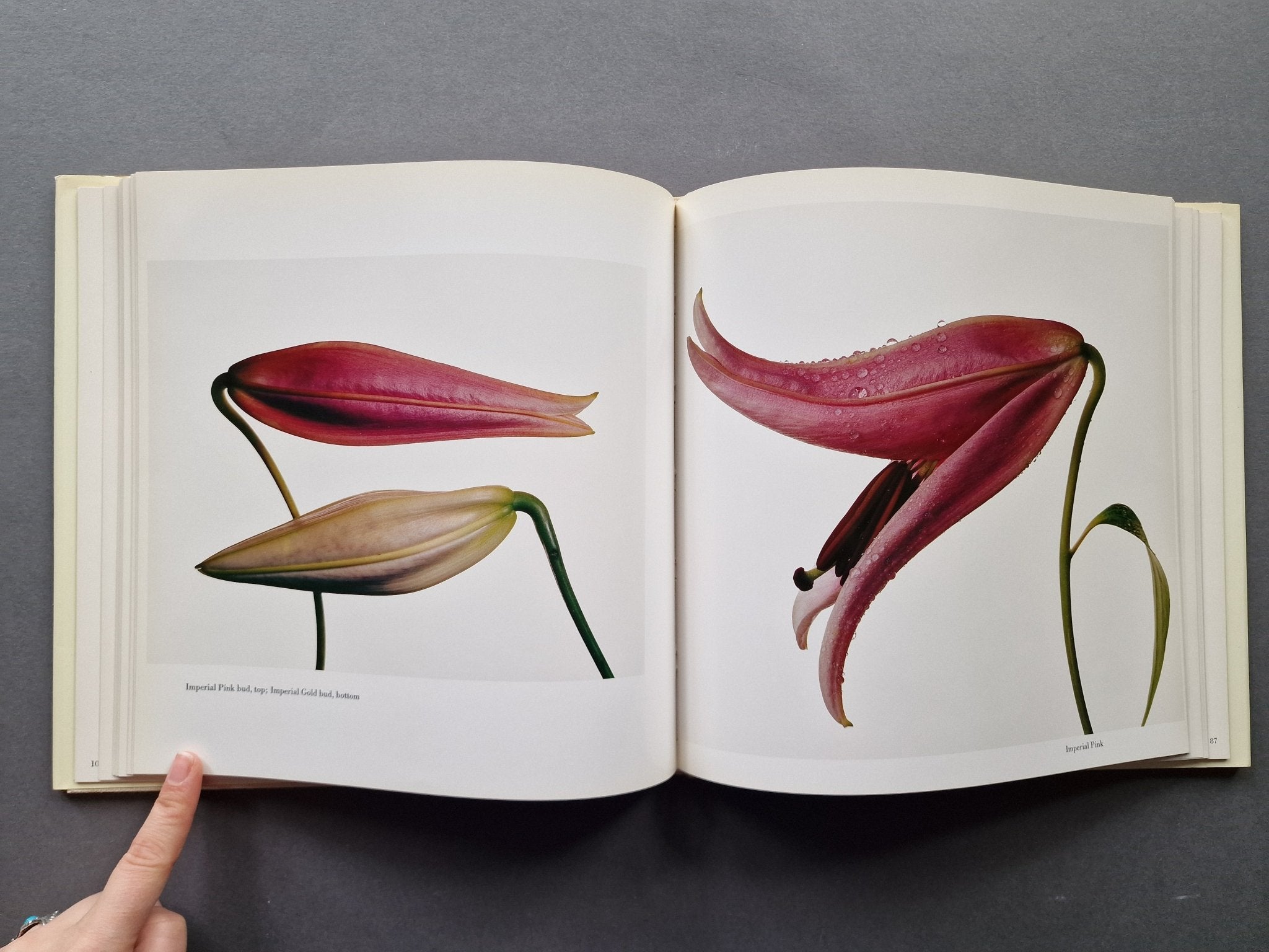Buy Flowers by Irving Penn Online – Setanta Books