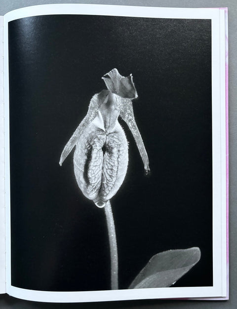 Flowers Drink the River - Setanta Books