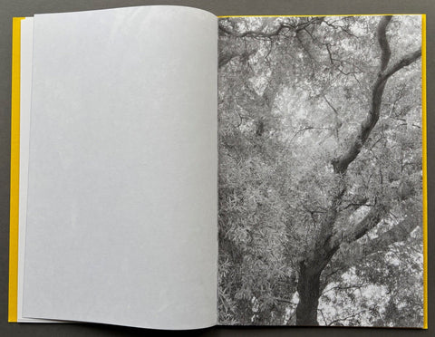 Giant Willow Oak - Setanta Books