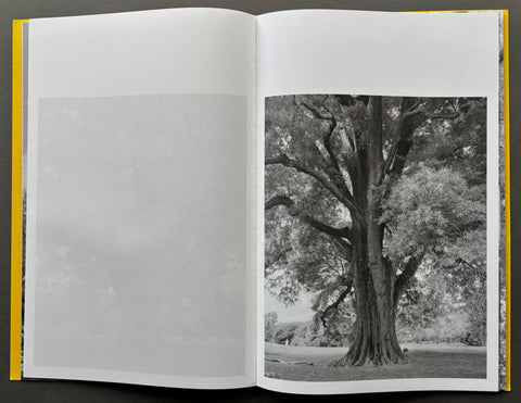 Giant Willow Oak - Setanta Books